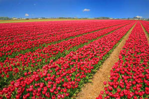 Tulpen