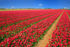 Tulpen