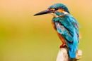 IJsvogel