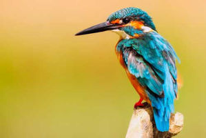 IJsvogel
