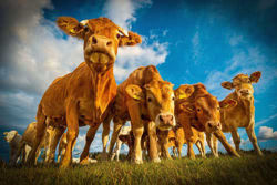 Afbeelding voor categorie Dieren