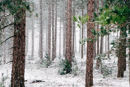 Bossen