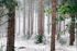 Bossen